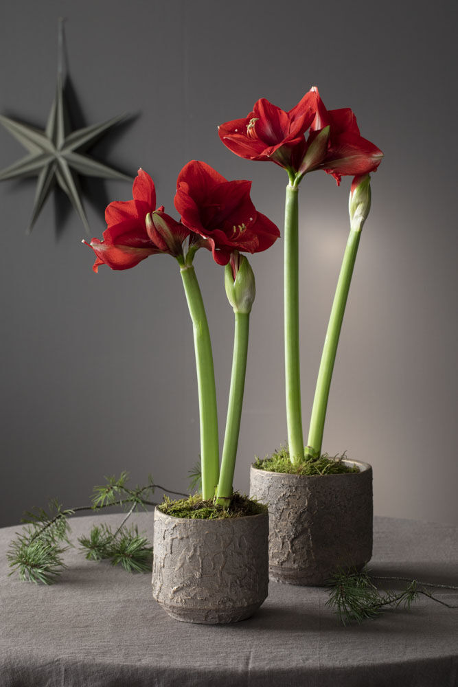 amaryllis løk_rød_jul amaryllis løk_rød_jul